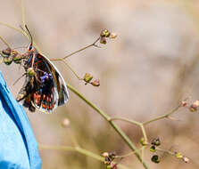 Image of Castnia eudesmia