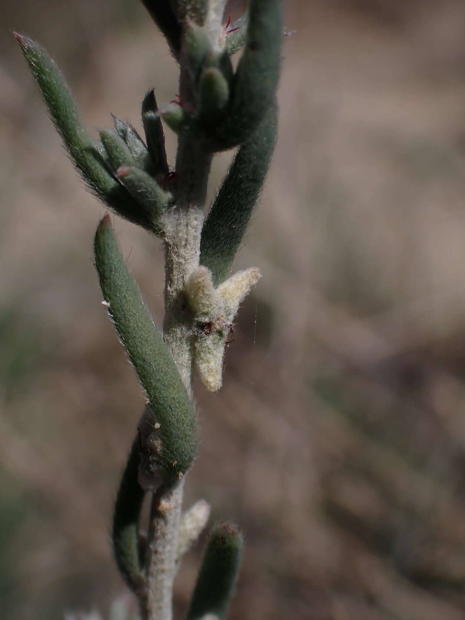 Image of Malacocera tricornis (Benth.) R. Anderson