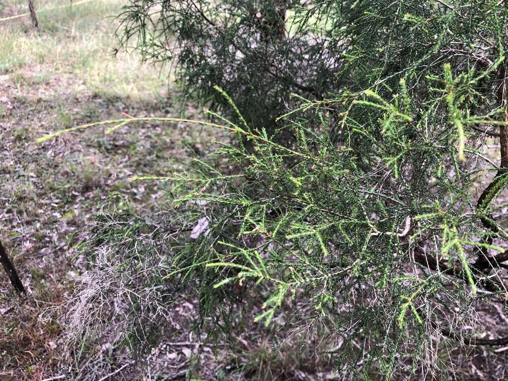 Image of Melaleuca irbyana R. T. Baker