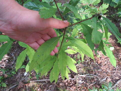 صورة Vernonia glauca (L.) Willd.