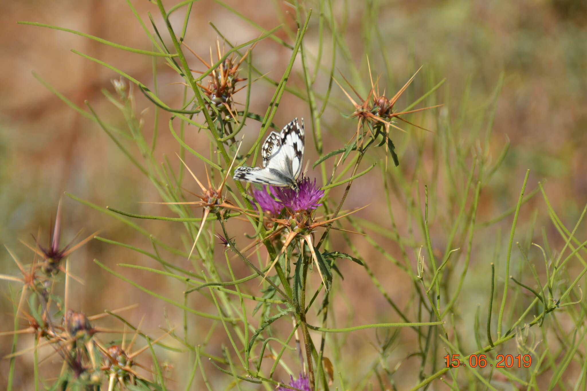 Imagem de Melanargia titea Klug 1832