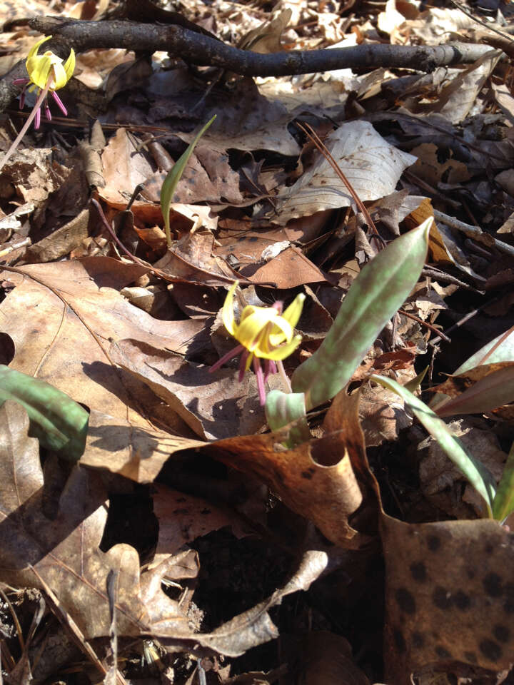 Image of dimpled troutlily