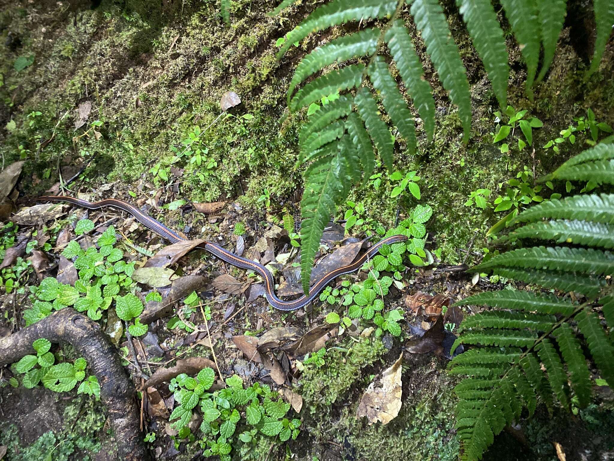 Calliophis intestinalis lineatus (Gray ex Gray & Hardwicke 1835)的圖片