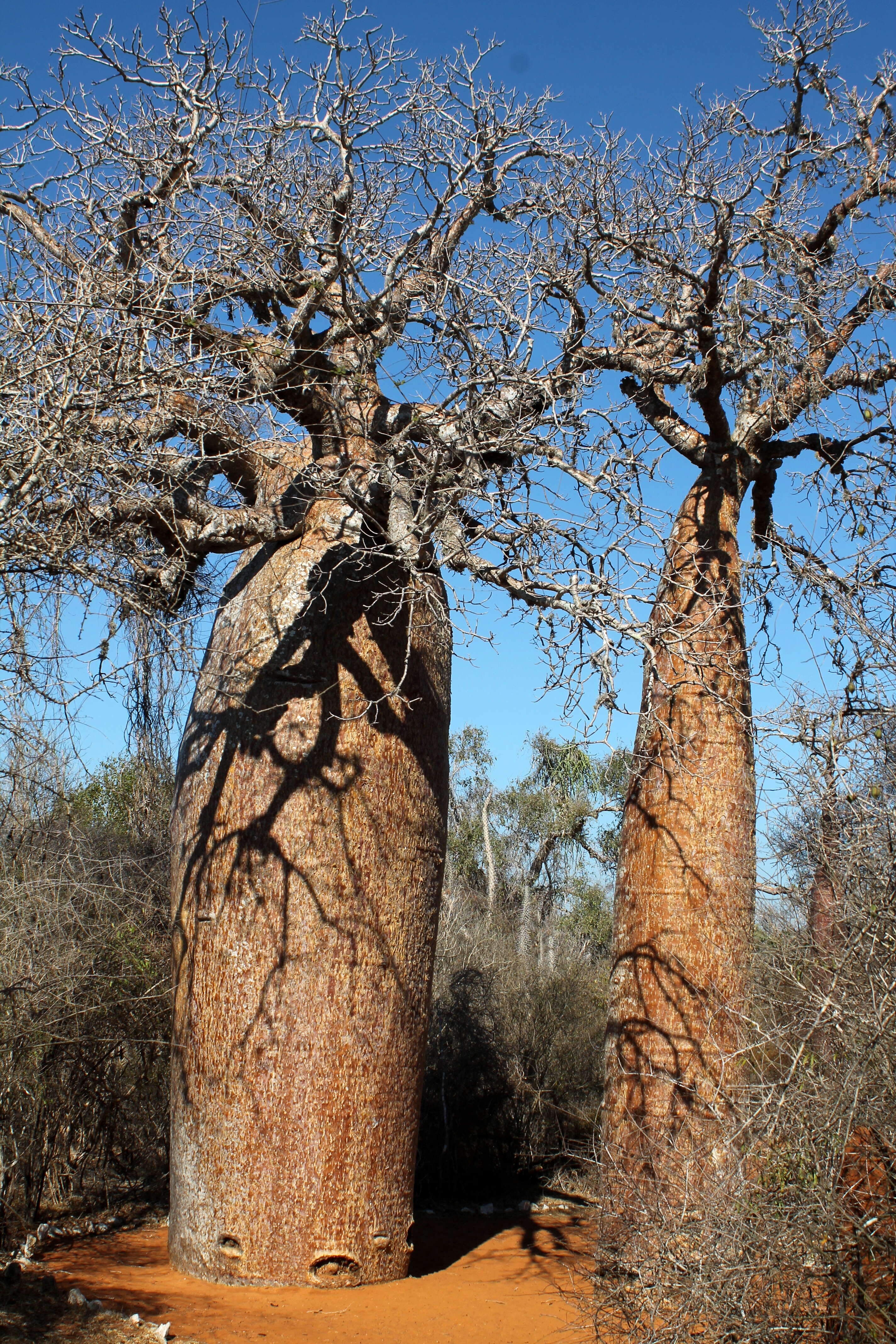 Image of Fony baobab