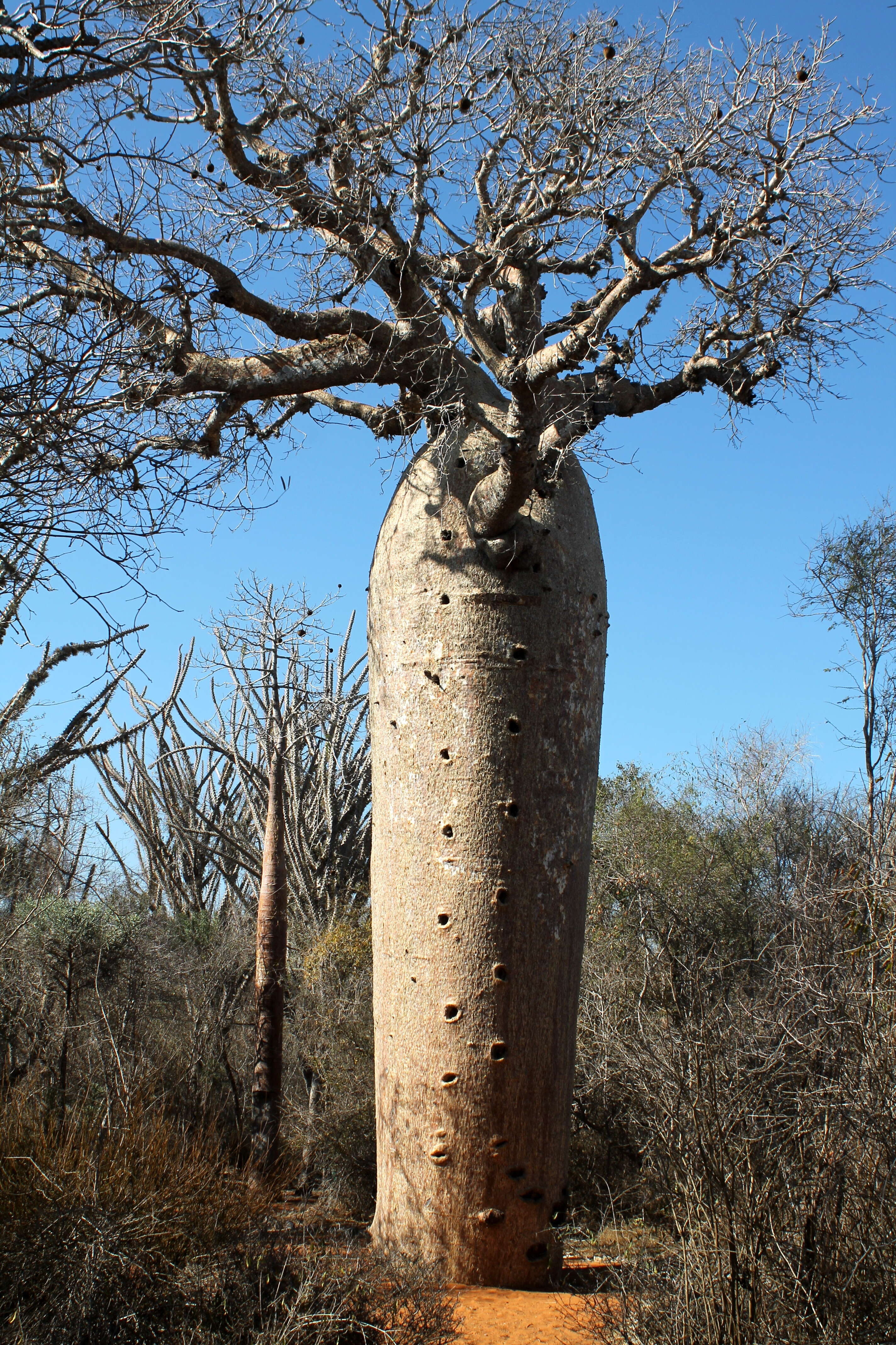 Image of Fony baobab