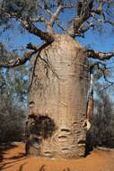 Image of Fony baobab