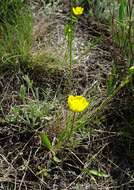 صورة Ranunculus pedatus subsp. silvisteppaceus (Dubovik) A. G. Elenevskii & T. G. Derviz-Sokolova