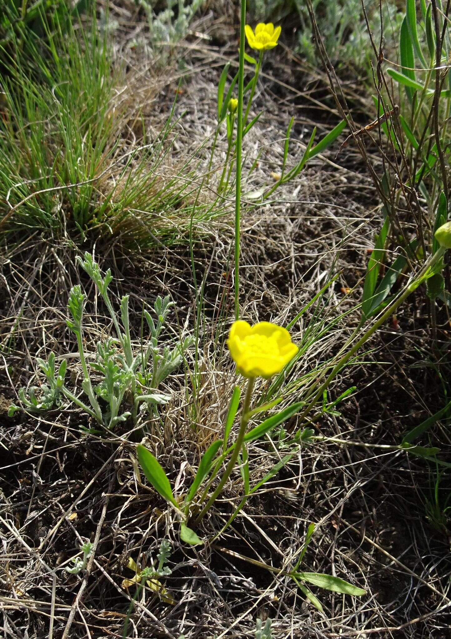 صورة Ranunculus pedatus subsp. silvisteppaceus (Dubovik) A. G. Elenevskii & T. G. Derviz-Sokolova