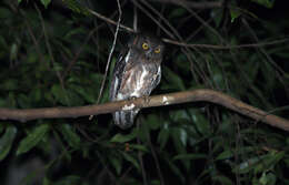 Image of Madagascar Scops-owl