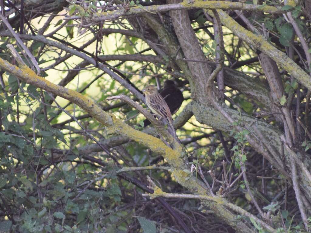 Image of Yellowhammer