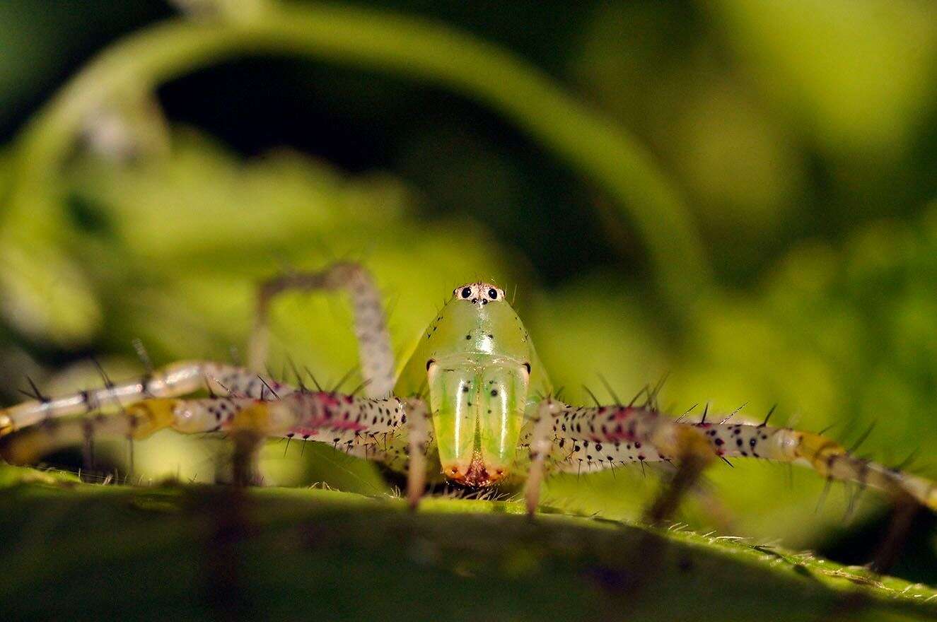 Image of Green Lynx