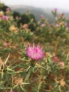 Centaurea calcitrapa L. resmi