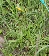 Image of Hemerocallis middendorffii var. esculenta (Koidz.) Ohwi