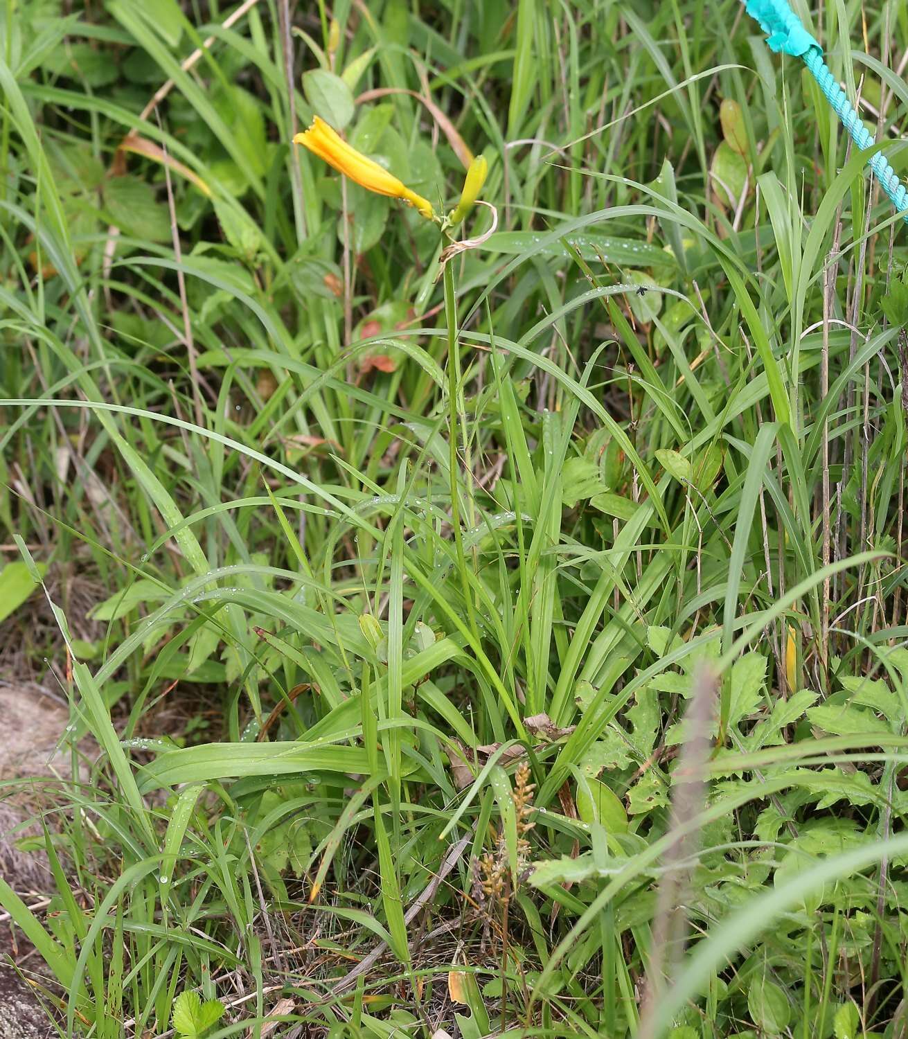 Image of Hemerocallis middendorffii var. esculenta (Koidz.) Ohwi