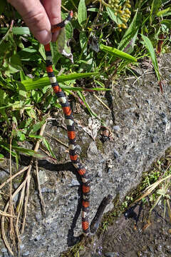 Image of Black Ground Snake