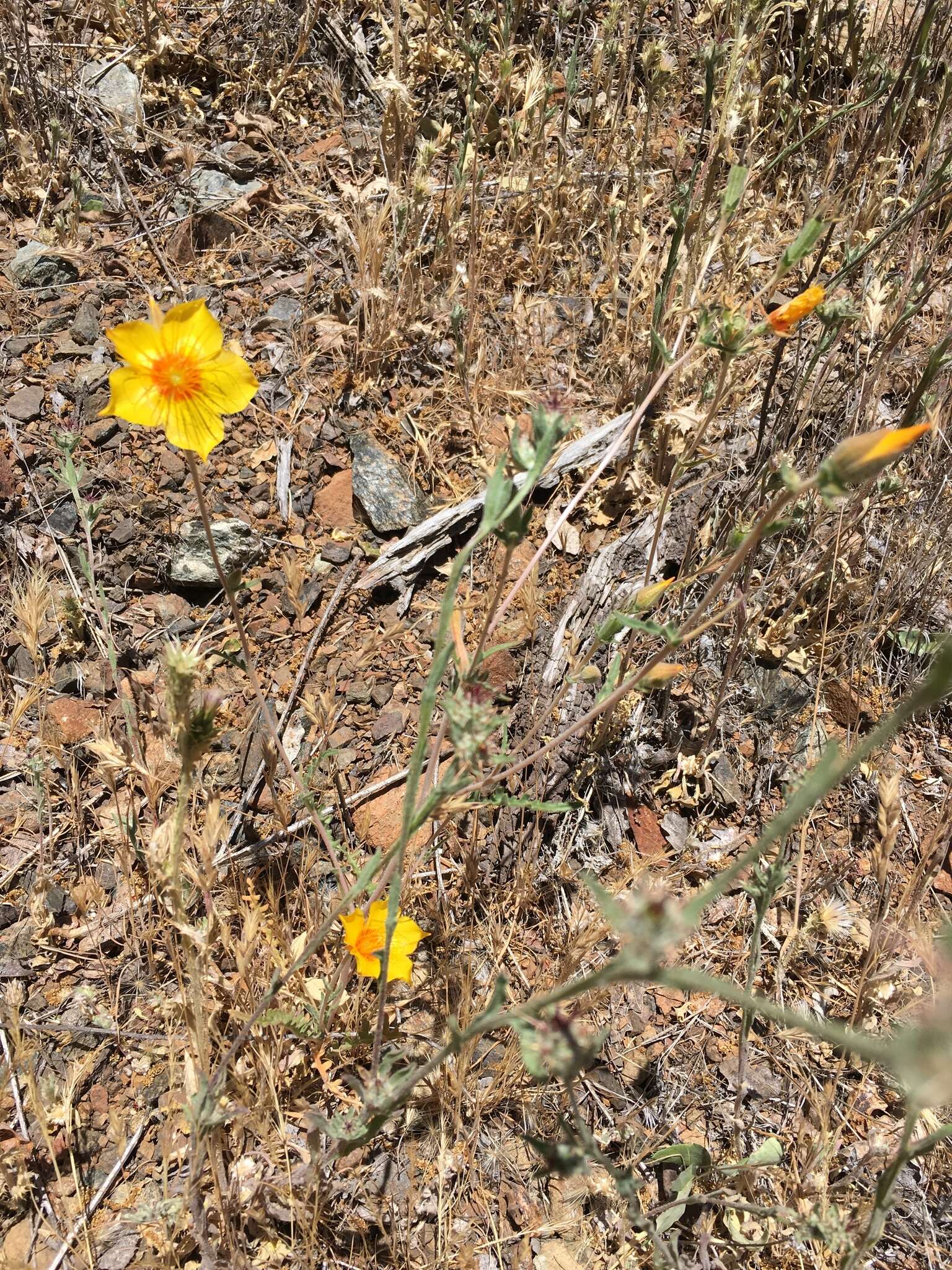 Image of Lindley's blazingstar