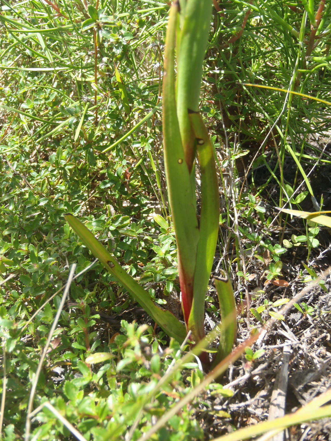 Imagem de Disa densiflora (Lindl.) Bolus