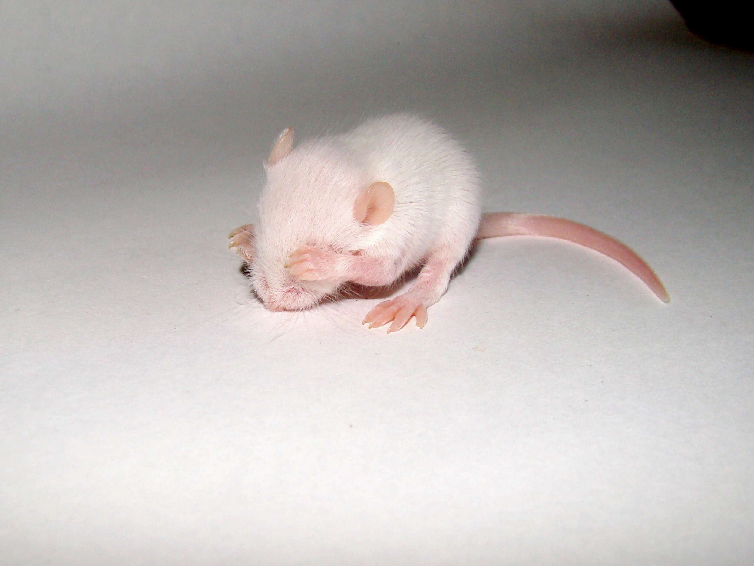 Image of Old World Mice and Pygmy Mice