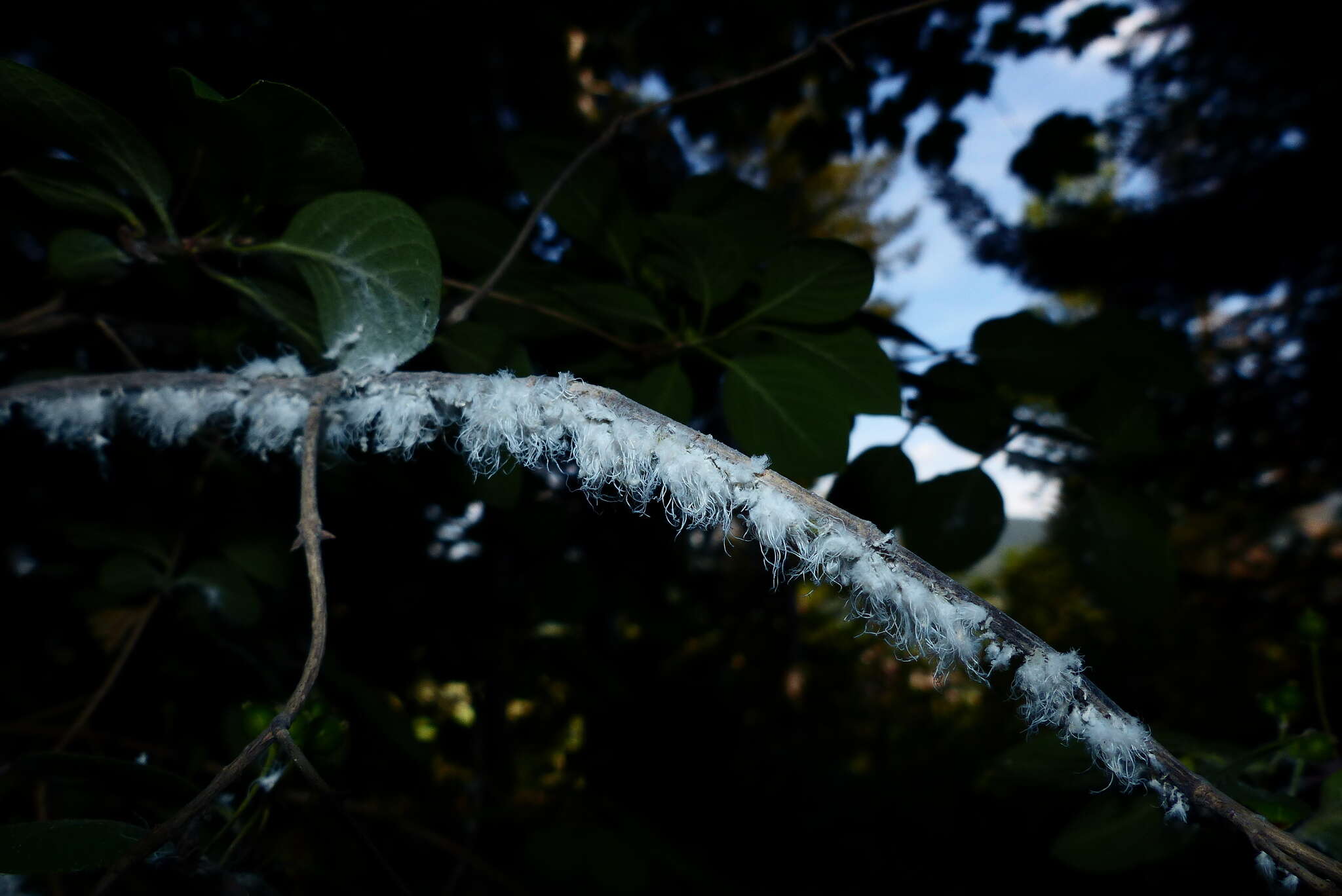 Image of Aphid