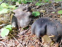 Image of Tricholoma atroviolaceum A. H. Sm. 1944