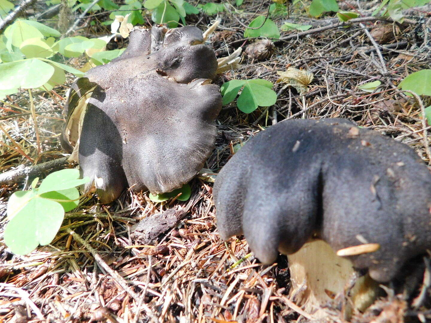 Image of Tricholoma atroviolaceum A. H. Sm. 1944