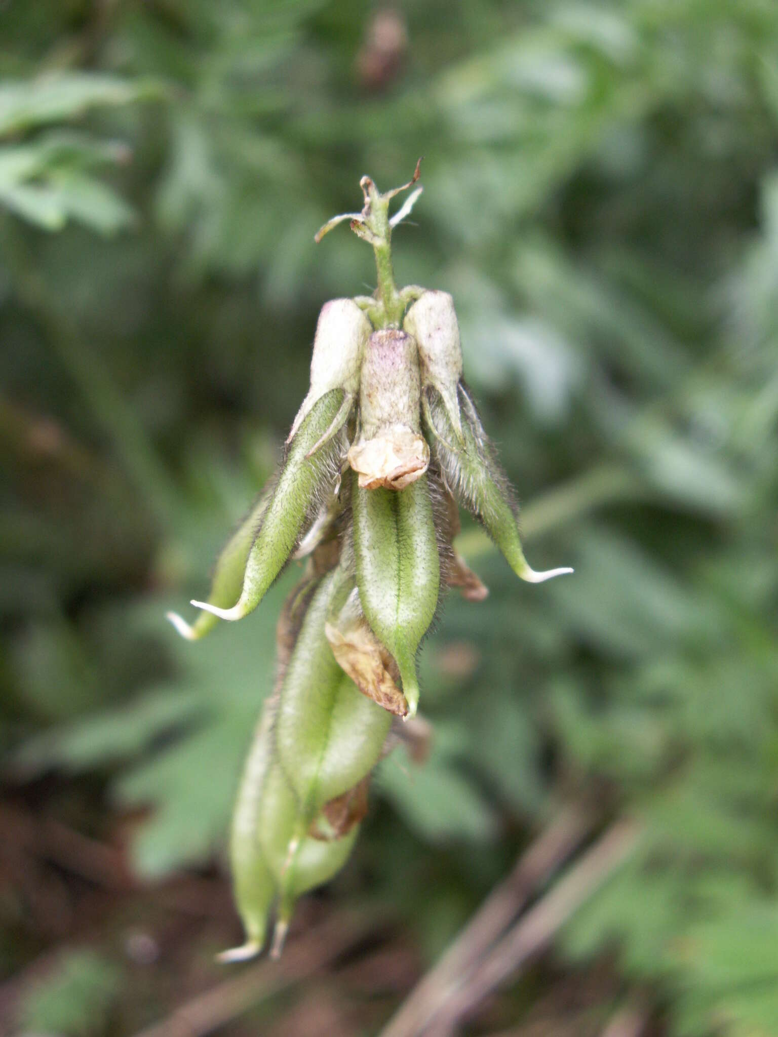 Image de Oxytropis ochroleuca Bunge