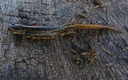 Image of Smooth Newt