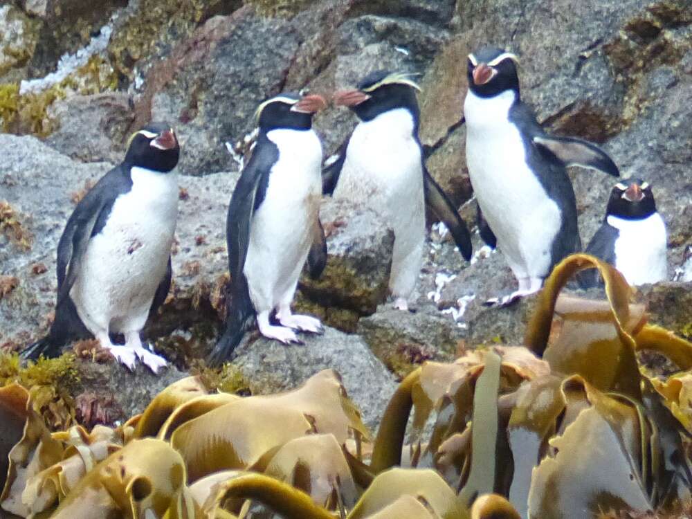Image of Snares Crested Penguin