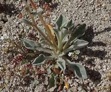 Plancia ëd Hulsea vestita subsp. callicarpha (Hall) Wilken