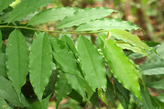 Image of largeflower brunfelsia