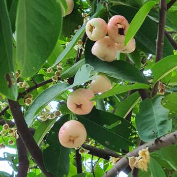 Image of Java rose apple