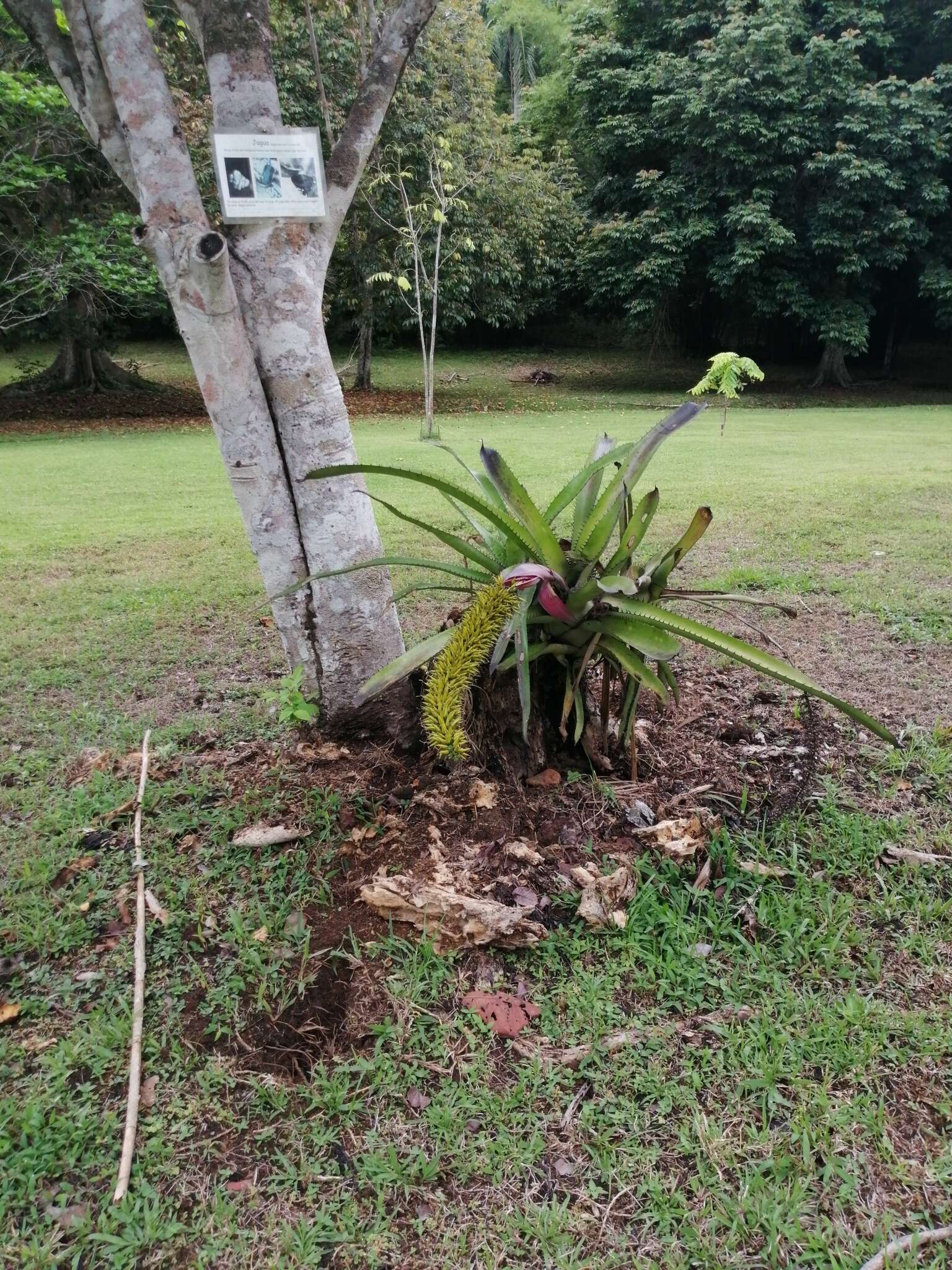 Image of Aechmea setigera Mart. ex Schult. & Schult. fil.