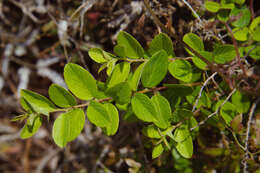 Image of Berchemia lineata (L.) DC.