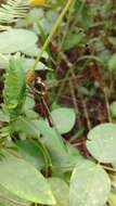 Image of Owly sulphur