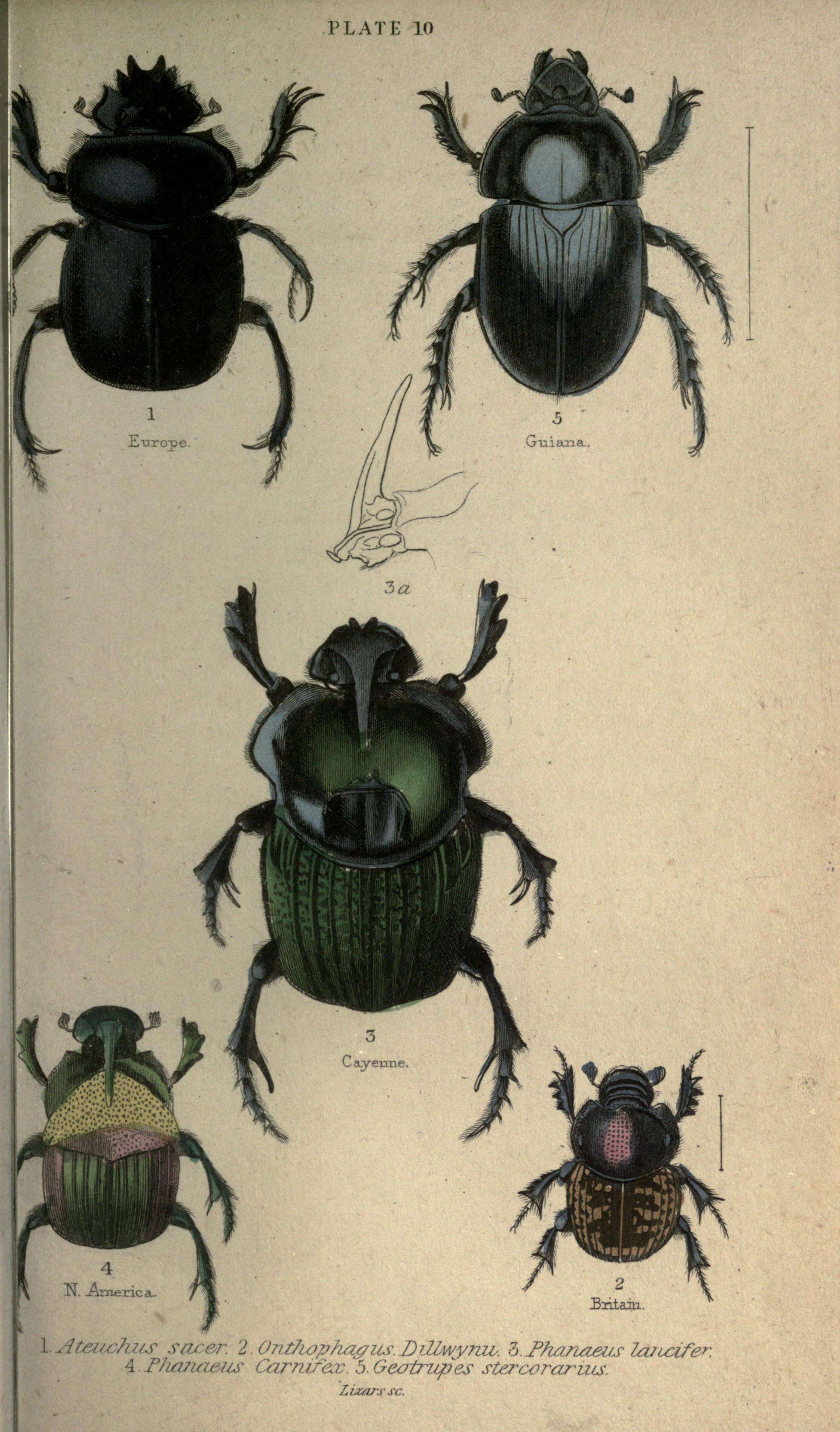 Image of Onthophagus