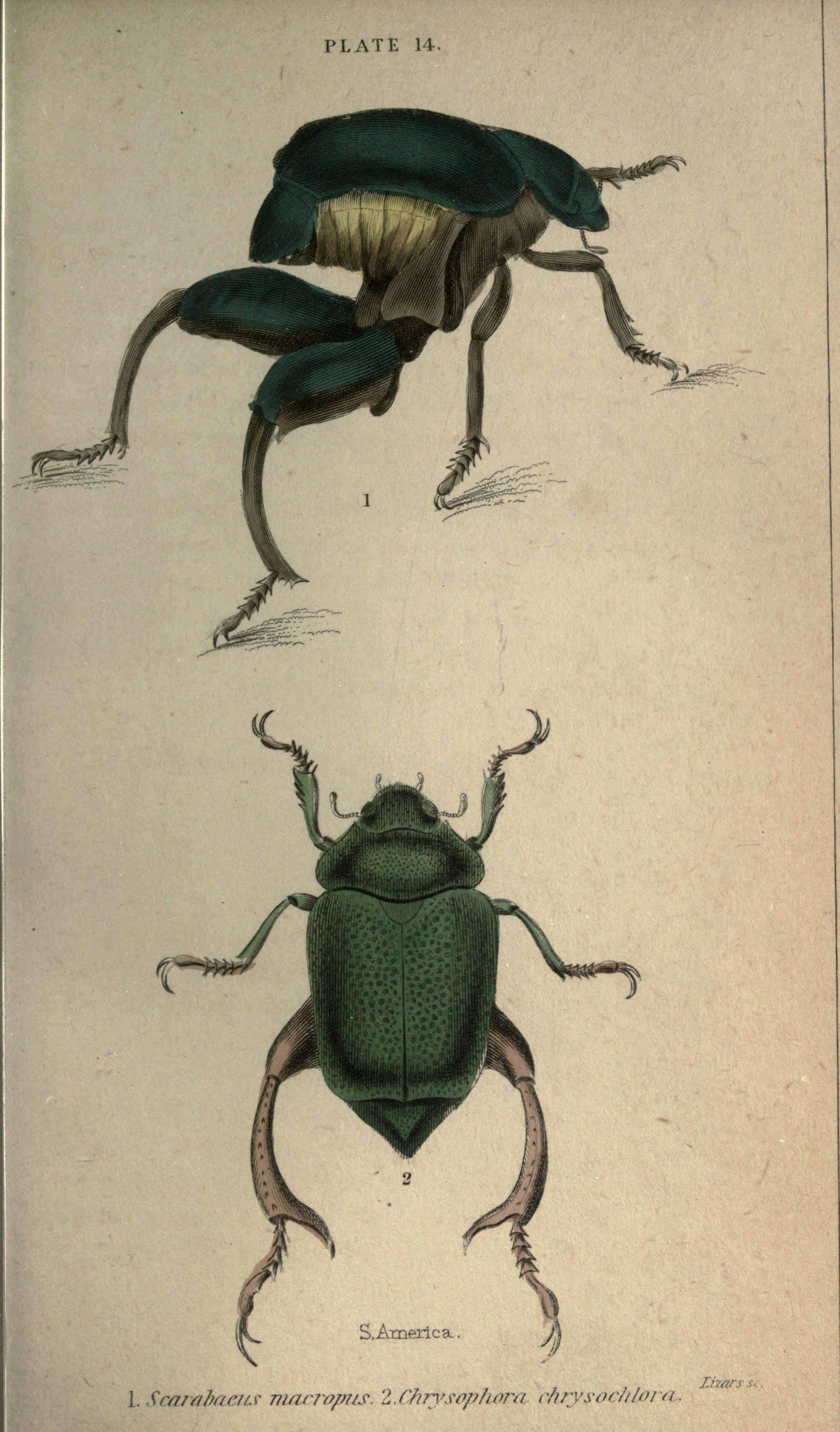 Imagem de Chrysophora chrysochlora (Latreille 1812)