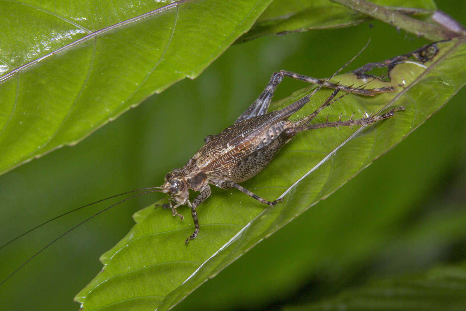 Image of Cardiodactylus singapura Robillard 2011