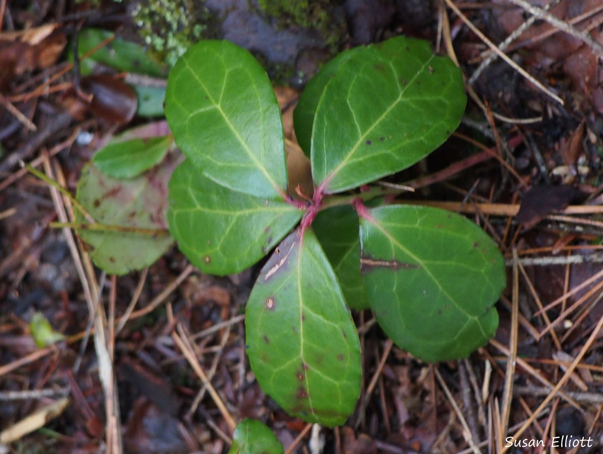 Image of eastern teaberry