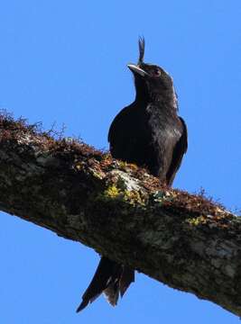 Image of Crested Drongo