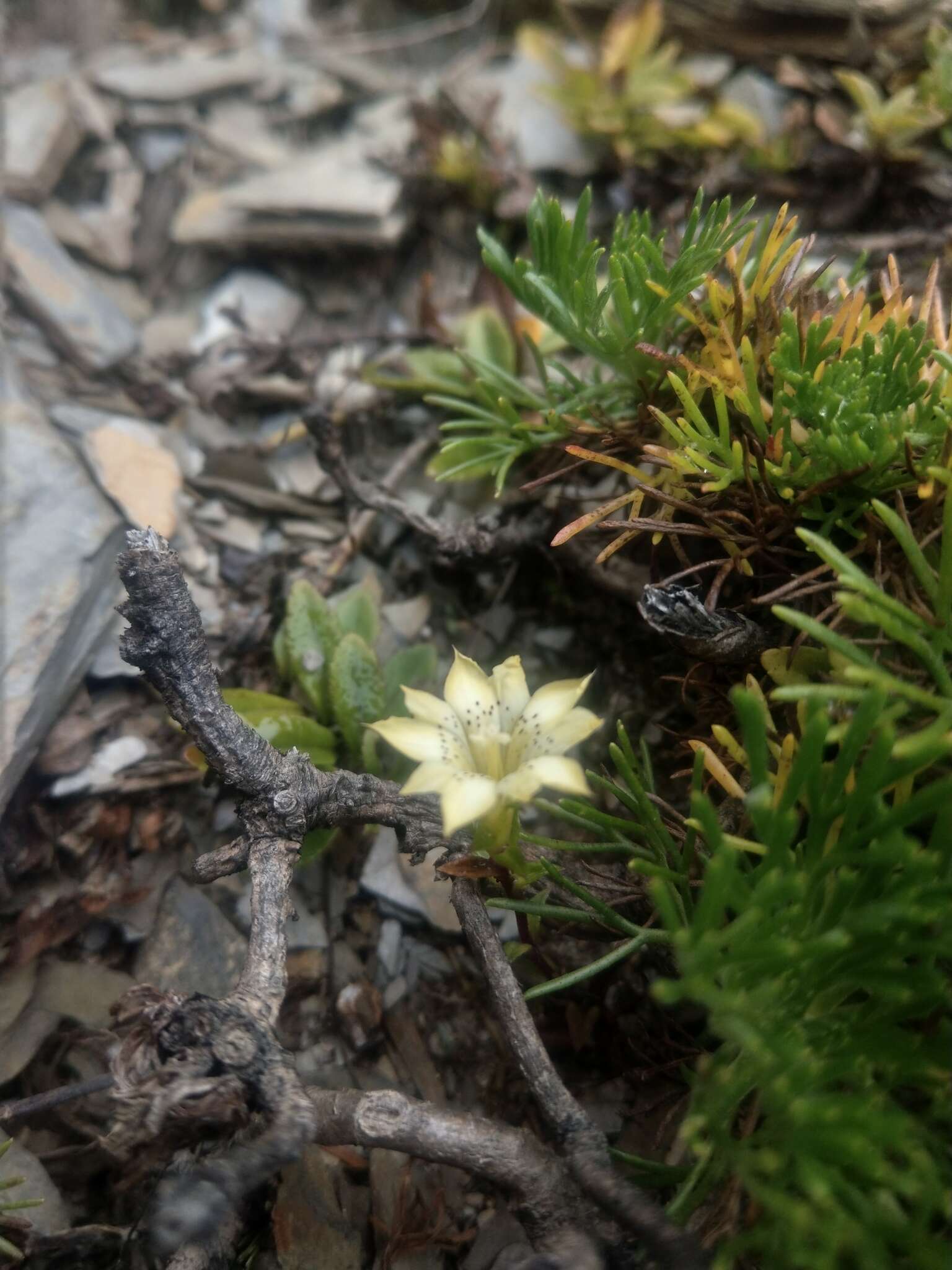 Image of Gentiana scabrida Hayata