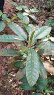 Image of Ficus globosa Bl.