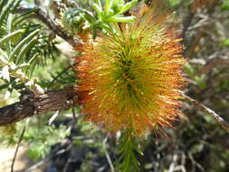 Image of Melaleuca calothamnoides F. Müll.