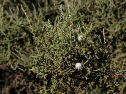 Image of Caroxylon aphyllum (L. fil.) N. N. Tzvelev