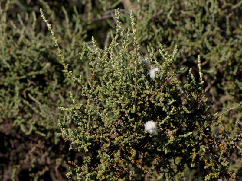 Imagem de Caroxylon aphyllum (L. fil.) N. N. Tzvelev