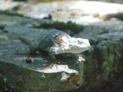 Image of Sceloporus torquatus binocularis Dunn 1936