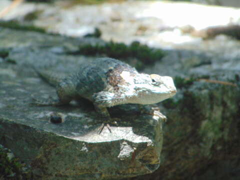 Image of Sceloporus torquatus binocularis Dunn 1936