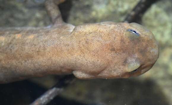 Image de Pachytriton granulosus Chang 1933