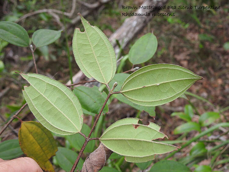 Rhodamnia rubescens (Benth.) Miq. resmi