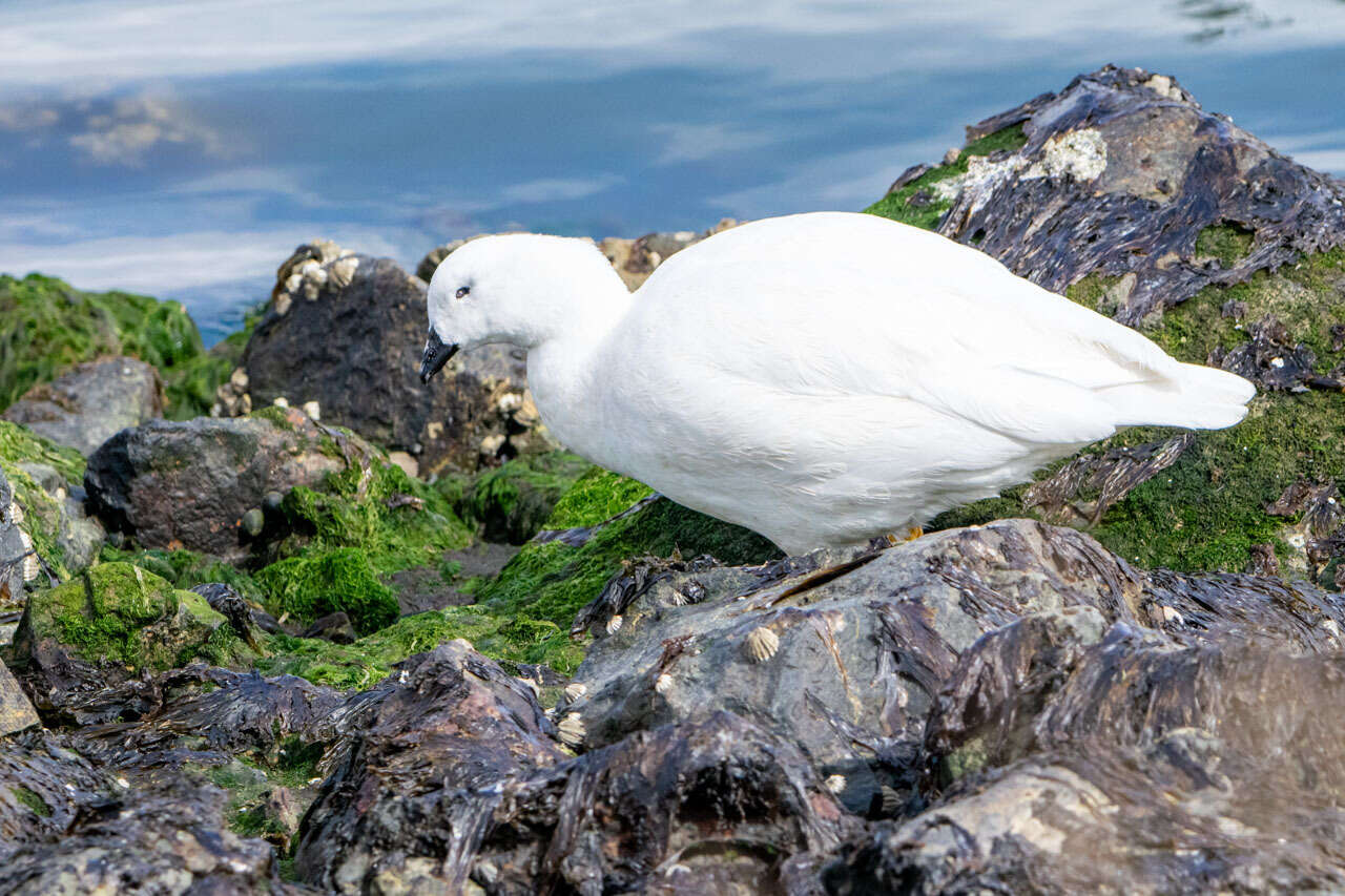 Image of Kelp Goose