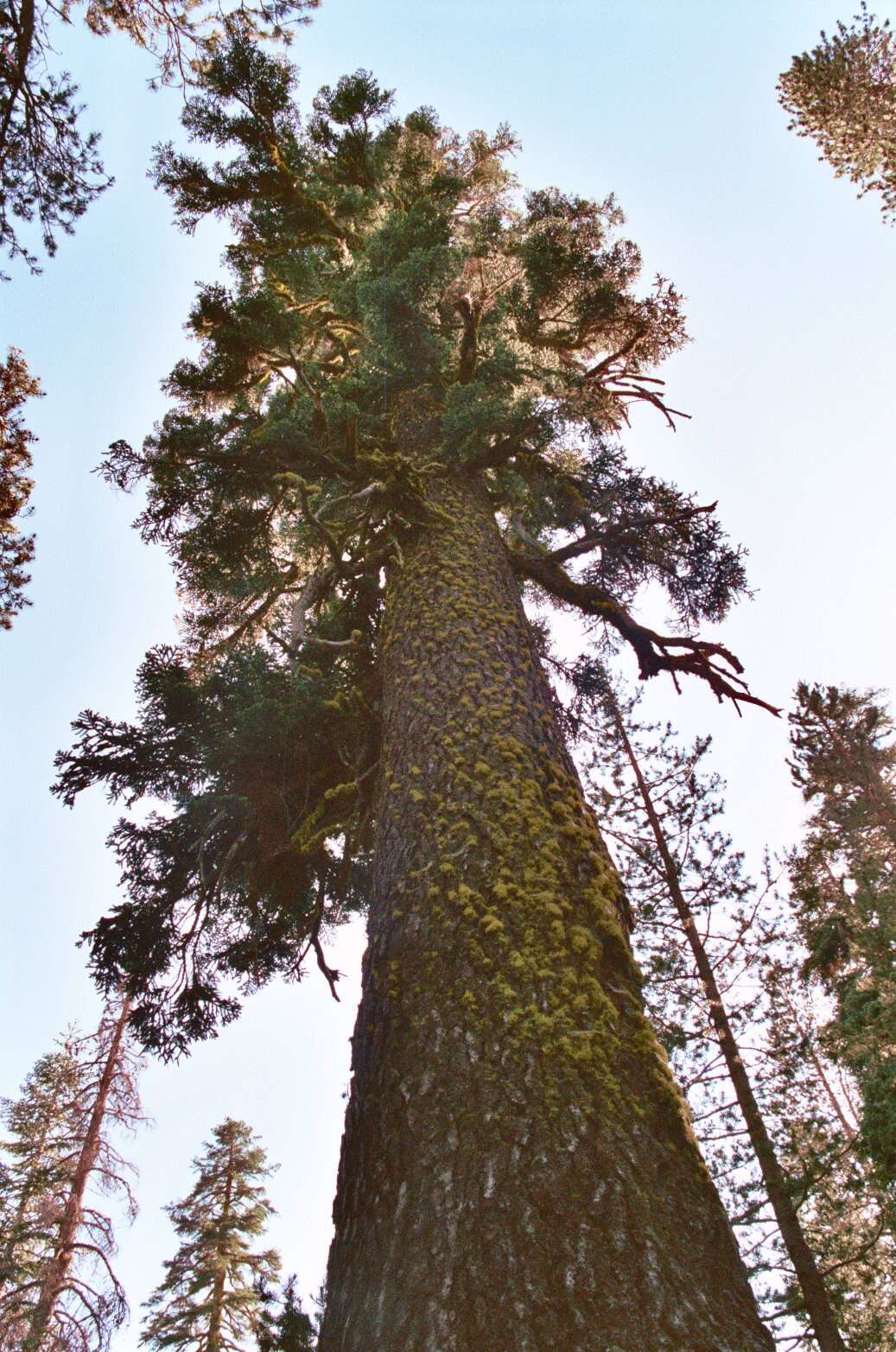 Image of California Red Fir